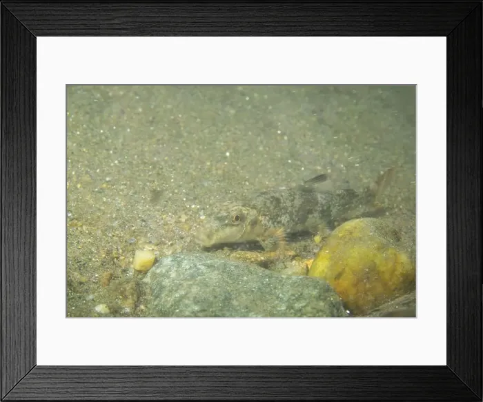 Framed Print : Northern hogsucker on a riverbed