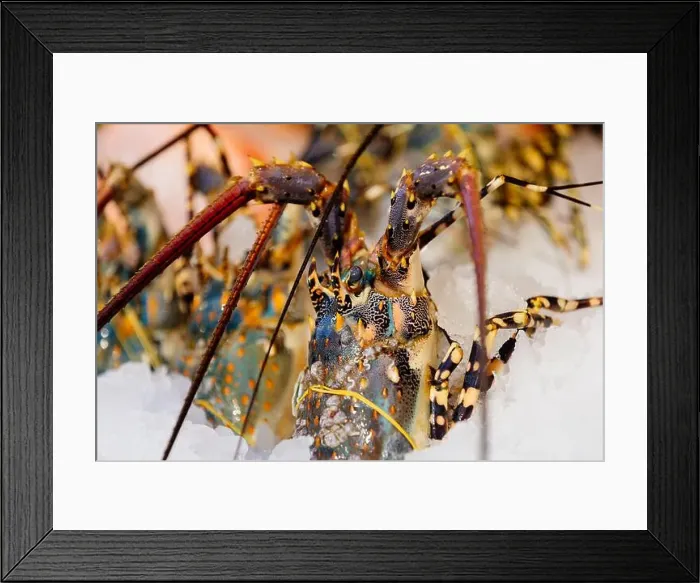 Framed Print : Chilled lobsters in ice on the counter. A concession of healthy eating and seafood
