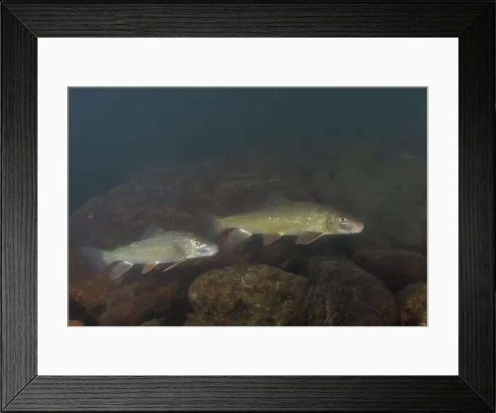 Framed Print : Two black redhorse in a rocky river Framed Print : Two black redhorse in a rocky river