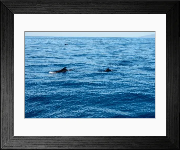 Framed Print : Watching flock of dolfins and whales from touristic boat in deep Atlantic ocean Framed Print : Watching flock of dolfins and whales from touristic boat in deep Atlantic ocean