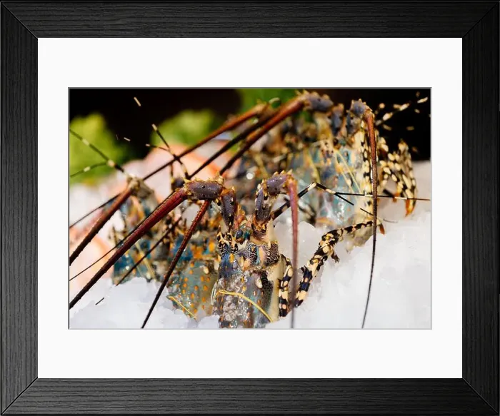 Framed Print : Chilled lobsters in ice on the counter. A concession of healthy eating and seafood Framed Print : Chilled lobsters in ice on the counter. A concession of healthy eating and seafood