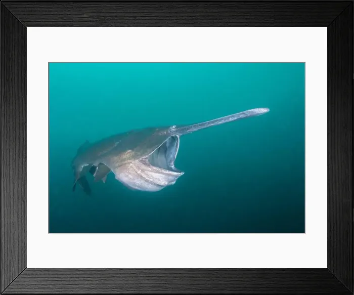 Framed Print : American paddlefish feeding on plankton in lake Framed Print : American paddlefish feeding on plankton in lake