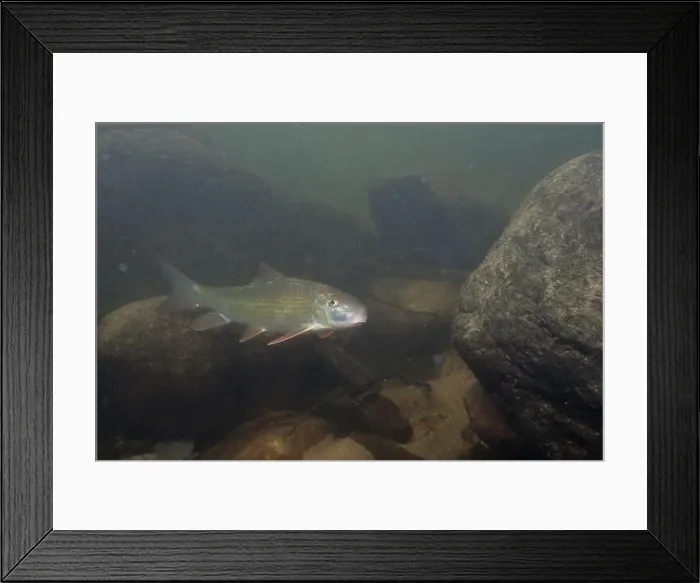 Framed Print : Black redhorse swimming in a rocky river Framed Print : Black redhorse swimming in a rocky river