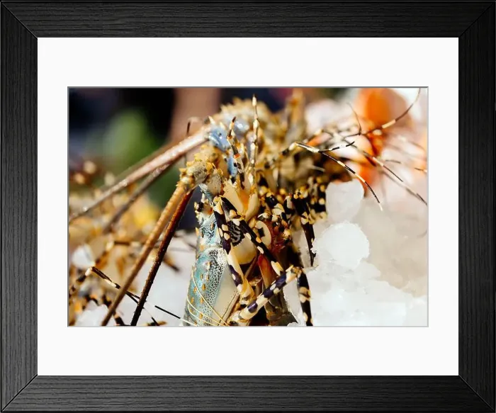 Framed Print : Chilled lobsters in ice on the counter. A concession of healthy eating and seafood