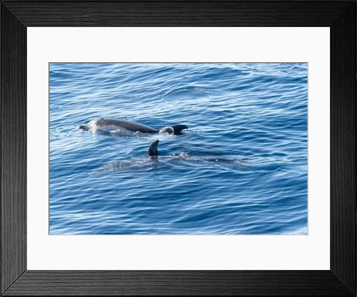 Framed Print : Watching flock of dolfins and whales from touristic boat in deep Atlantic ocean Framed Print : Watching flock of dolfins and whales from touristic boat in deep Atlantic ocean