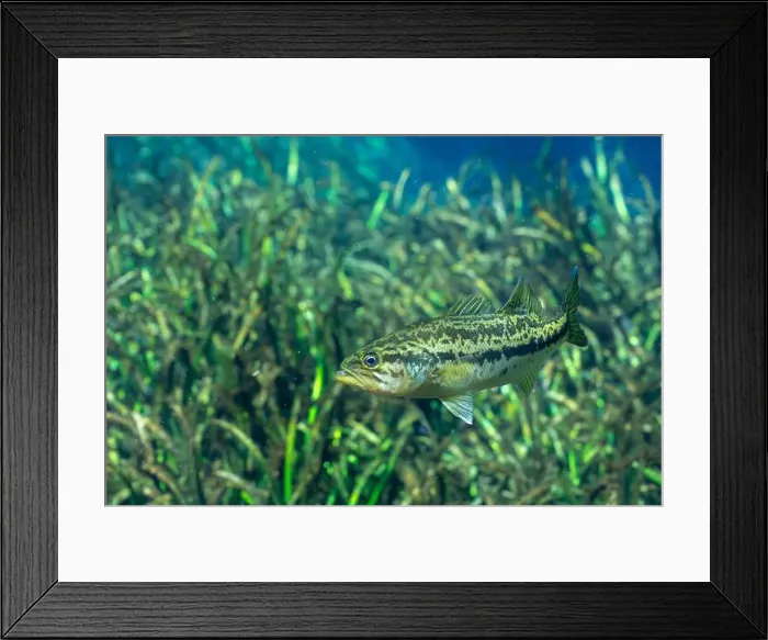 Framed Print : Suwannee bass swimming over aquatic grasses Framed Print : Suwannee bass swimming over aquatic grasses
