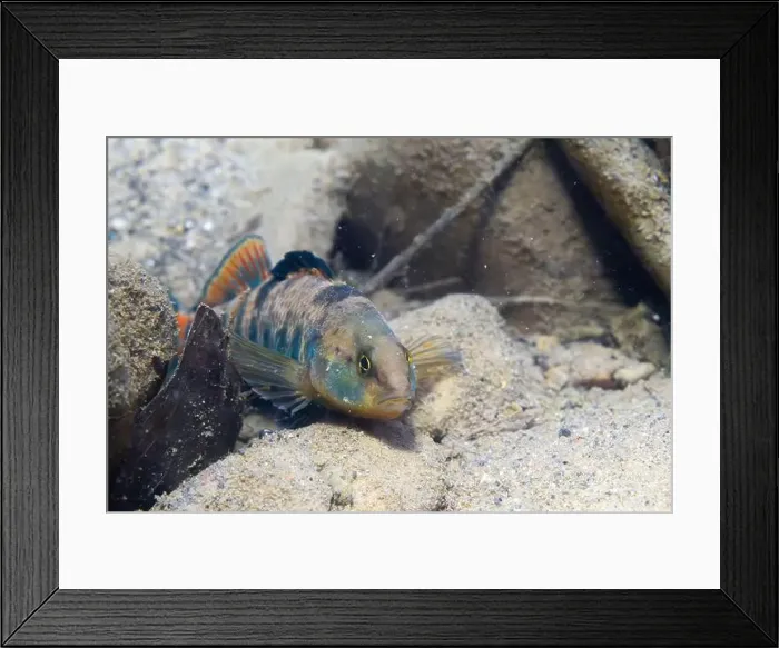Framed Print : Rainbow darter displaying on riverbed Framed Print : Rainbow darter displaying on riverbed