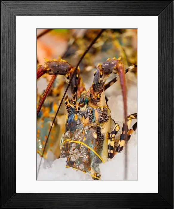 Framed Print : Chilled lobsters in ice on the counter. A concession of healthy eating and seafood Framed Print : Chilled lobsters in ice on the counter. A concession of healthy eating and seafood