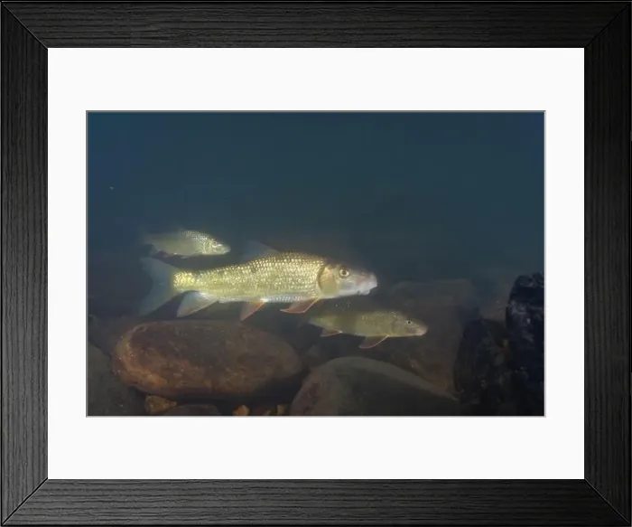 Framed Print : Achool of black redhorse in a river