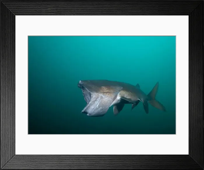 Framed Print : American paddlefish with missing rostrumm feeding on plankton