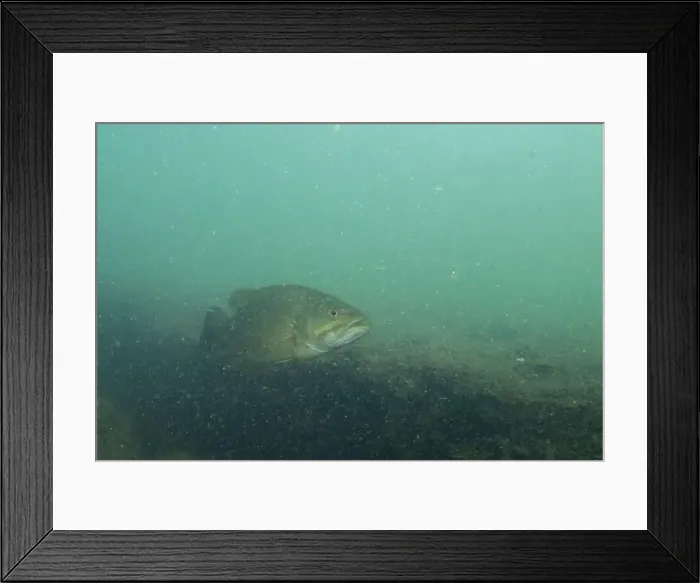 Framed Print : Smallmouth bass swimming at bottom of lake Framed Print : Smallmouth bass swimming at bottom of lake