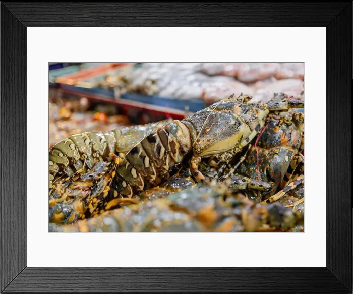 Framed Print : Chilled lobsters in ice on the counter. A concession of healthy eating and seafood Framed Print : Chilled lobsters in ice on the counter. A concession of healthy eating and seafood