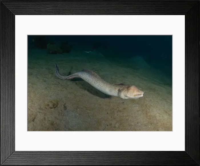 Framed Print : Moray eel Mooray lycodontis undulatus in the Red Sea, Eilat Israel