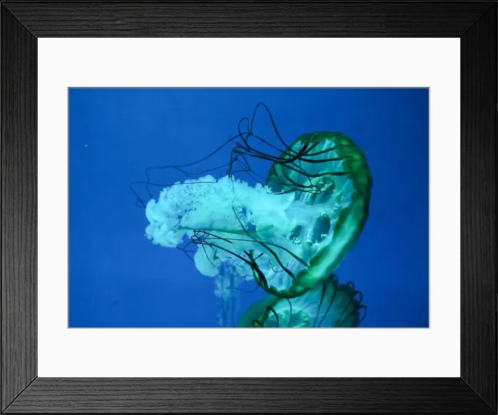 Framed Print : Closeup of Jelly fish swimming in a large aquarium Framed Print : Closeup of Jelly fish swimming in a large aquarium