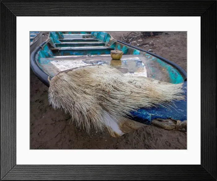 Framed Print : A just dead grey whale baleen detail close up Framed Print : A just dead grey whale baleen detail close up