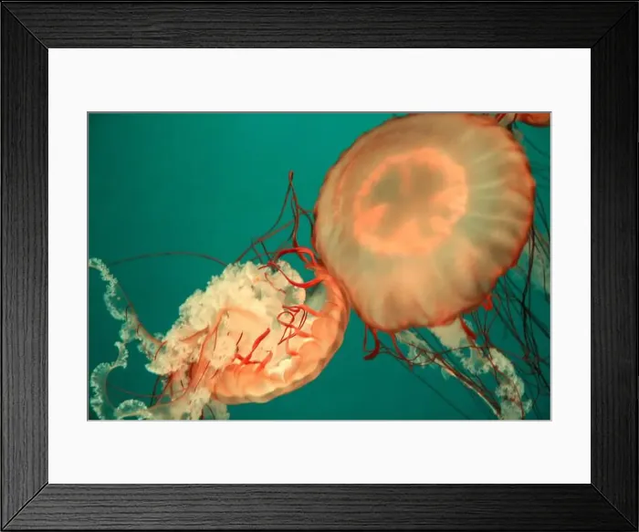 Framed Print : Closeup of Jelly fish swimming in a large aquarium Framed Print : Closeup of Jelly fish swimming in a large aquarium