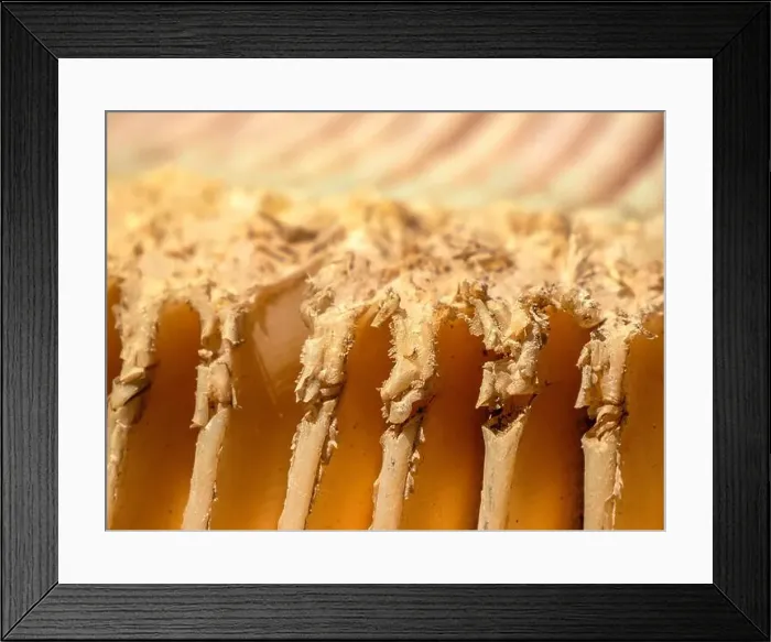 Framed Print : A just dead grey whale baleen detail close up Framed Print : A just dead grey whale baleen detail close up