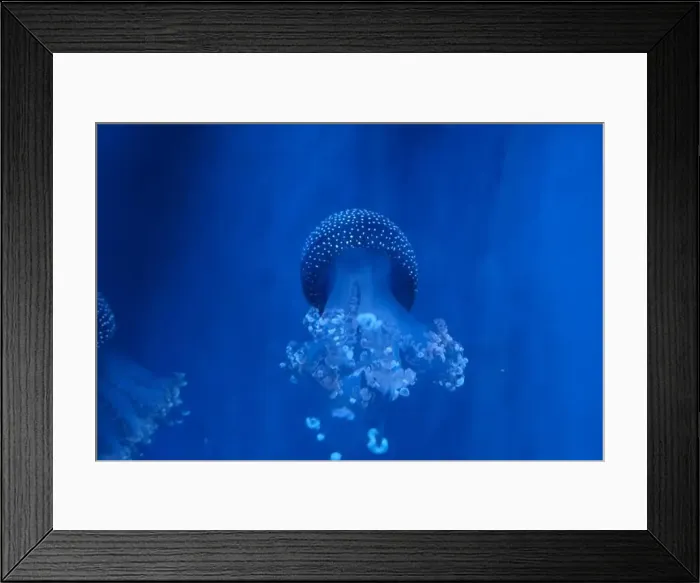 Framed Print : Spotted Jellyfish (phyllorhiza punctata) in an aquarium Framed Print : Spotted Jellyfish (phyllorhiza punctata) in an aquarium