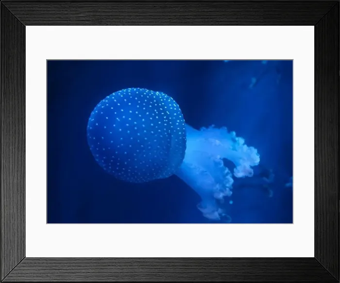 Framed Print : Spotted Jellyfish (phyllorhiza punctata) in an aquarium Framed Print : Spotted Jellyfish (phyllorhiza punctata) in an aquarium
