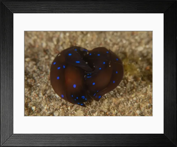 Framed Print : Nudibranch Sea Slug in the Red Sea Colorful and beautiful, Eilat Israel Framed Print : Nudibranch Sea Slug in the Red Sea Colorful and beautiful, Eilat Israel