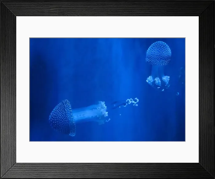 Framed Print : Spotted Jellyfish (phyllorhiza punctata) in an aquarium Framed Print : Spotted Jellyfish (phyllorhiza punctata) in an aquarium