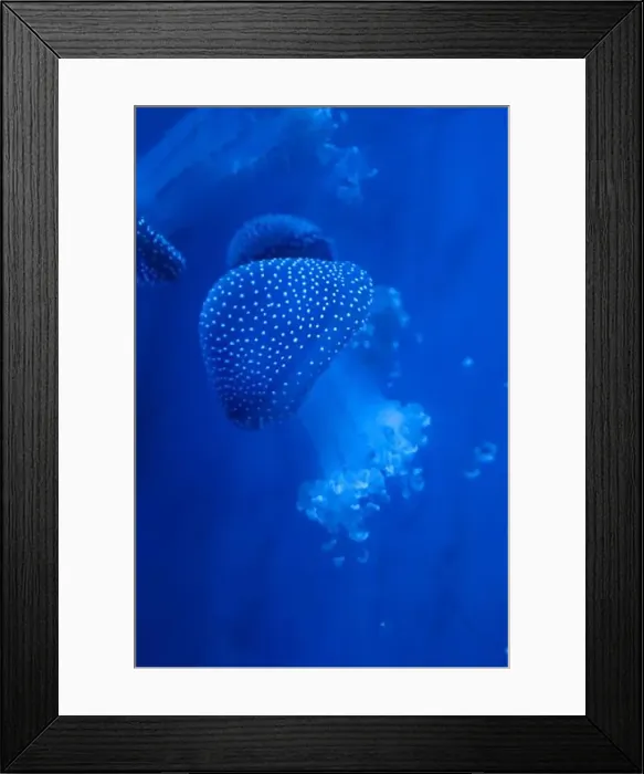 Framed Print : Spotted Jellyfish (phyllorhiza punctata) in an aquarium Framed Print : Spotted Jellyfish (phyllorhiza punctata) in an aquarium