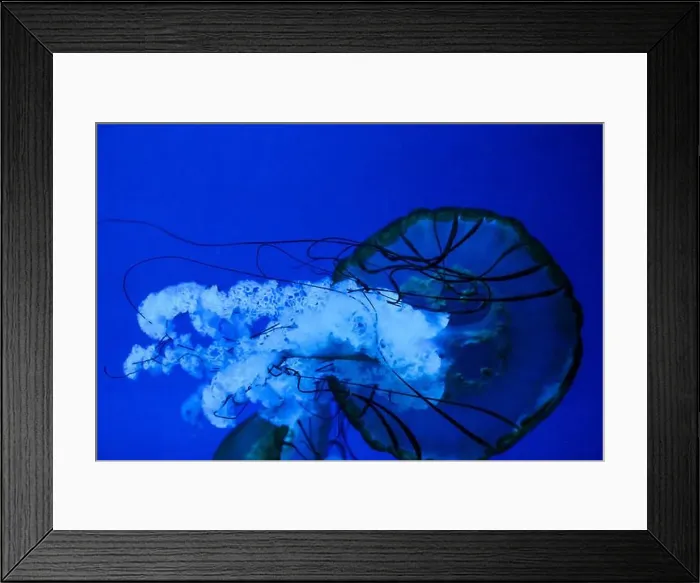 Framed Print : Closeup of Jelly fish swimming in a large aquarium Framed Print : Closeup of Jelly fish swimming in a large aquarium