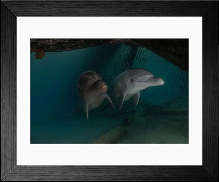 Framed Print : Dolphin swimming in the Red Sea, Eilat Israel Framed Print : Dolphin swimming in the Red Sea, Eilat Israel
