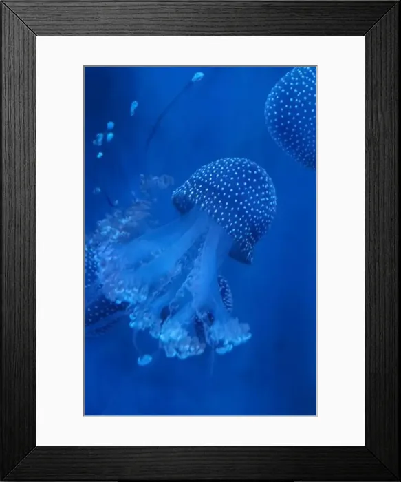 Framed Print : Spotted Jellyfish (phyllorhiza punctata) in an aquarium Framed Print : Spotted Jellyfish (phyllorhiza punctata) in an aquarium