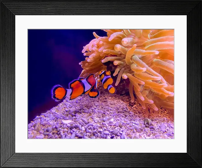Framed Print : Sea anemone and clown fish in marine aquarium Framed Print : Sea anemone and clown fish in marine aquarium