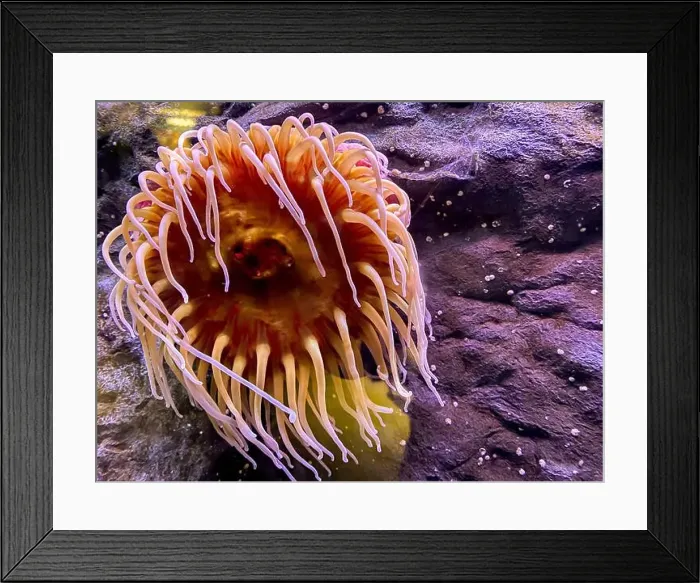 Framed Print : Anemone with open tentacles. Marine aquarium Framed Print : Anemone with open tentacles. Marine aquarium