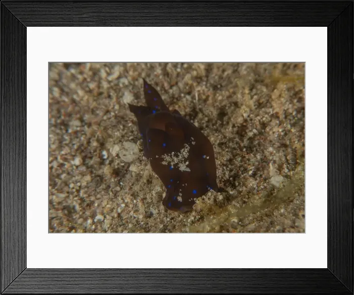 Framed Print : Nudibranch Sea Slug in the Red Sea Colorful and beautiful, Eilat Israel Framed Print : Nudibranch Sea Slug in the Red Sea Colorful and beautiful, Eilat Israel