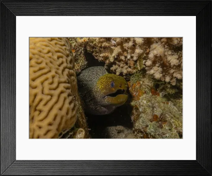 Framed Print : Moray eel Mooray lycodontis undulatus in the Red Sea, Eilat Israel Framed Print : Moray eel Mooray lycodontis undulatus in the Red Sea, Eilat Israel