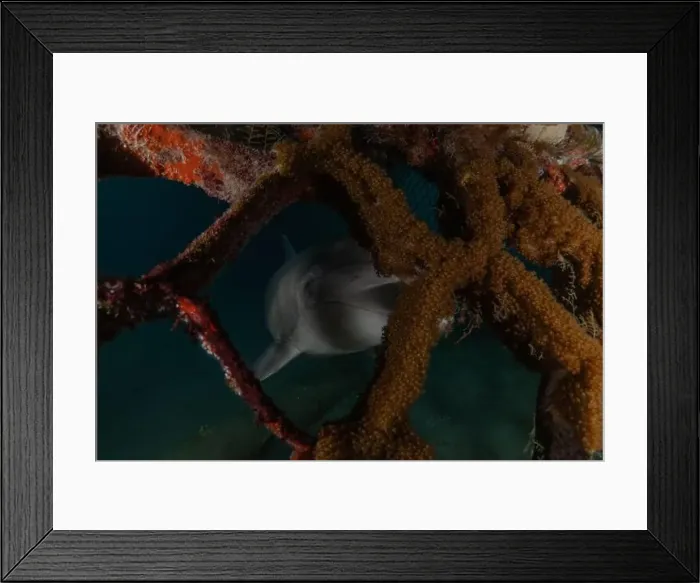 Framed Print : Dolphin swimming in the Red Sea, Eilat Israel Framed Print : Dolphin swimming in the Red Sea, Eilat Israel