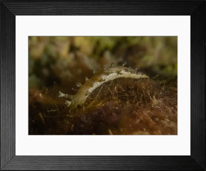 Framed Print : Nudibranch Sea Slug in the Red Sea Colorful and beautiful, Eilat Israel Framed Print : Nudibranch Sea Slug in the Red Sea Colorful and beautiful, Eilat Israel