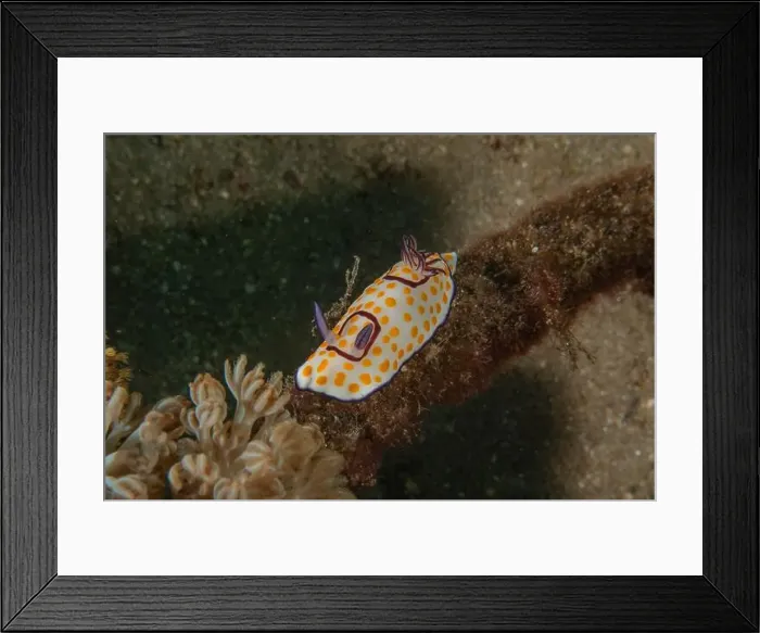 Framed Print : Nudibranch Sea Slug in the Red Sea Colorful and beautiful, Eilat Israel Framed Print : Nudibranch Sea Slug in the Red Sea Colorful and beautiful, Eilat Israel