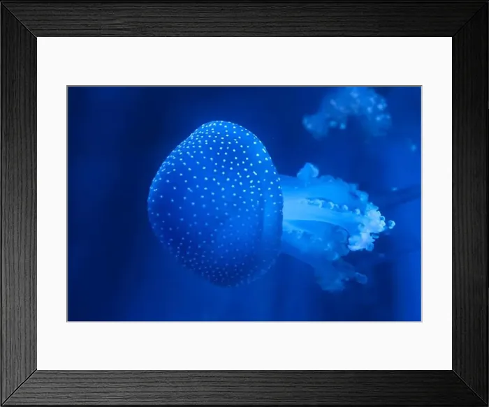 Framed Print : Spotted Jellyfish (phyllorhiza punctata) in an aquarium Framed Print : Spotted Jellyfish (phyllorhiza punctata) in an aquarium
