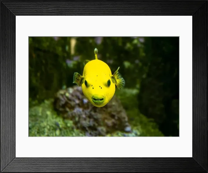 Framed Print : Yellow Blackspotted Puffer Or Dog-faced Puffer Fish Arothron Nigropunctatus Swimming In Water Framed Print : Yellow Blackspotted Puffer Or Dog-faced Puffer Fish Arothron Nigropunctatus Swimming In Water