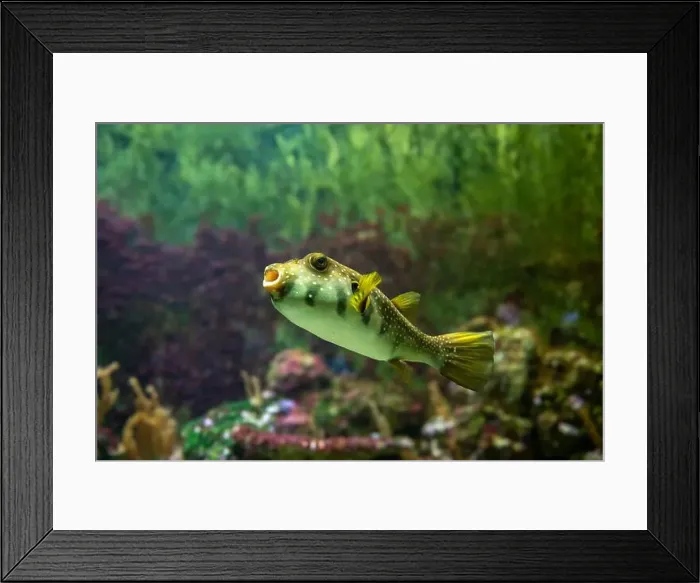 Framed Print : White-spotted puffer, Whitespotted blaasop or Stripedbelly blowfish (Arothron hispidus) Framed Print : White-spotted puffer, Whitespotted blaasop or Stripedbelly blowfish (Arothron hispidus)