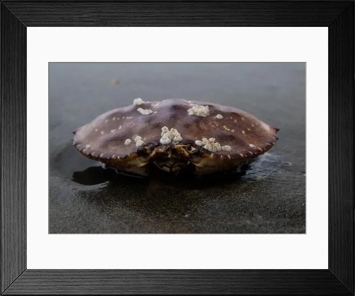Framed Print : Barnacle-covered dead crab rests on wet sand at the water's edge Framed Print : Barnacle-covered dead crab rests on wet sand at the water's edge