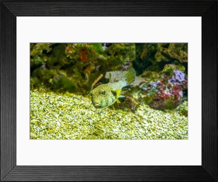 Framed Print : White-spotted puffer, Whitespotted blaasop or Stripedbelly blowfish (Arothron hispidus) Framed Print : White-spotted puffer, Whitespotted blaasop or Stripedbelly blowfish (Arothron hispidus)