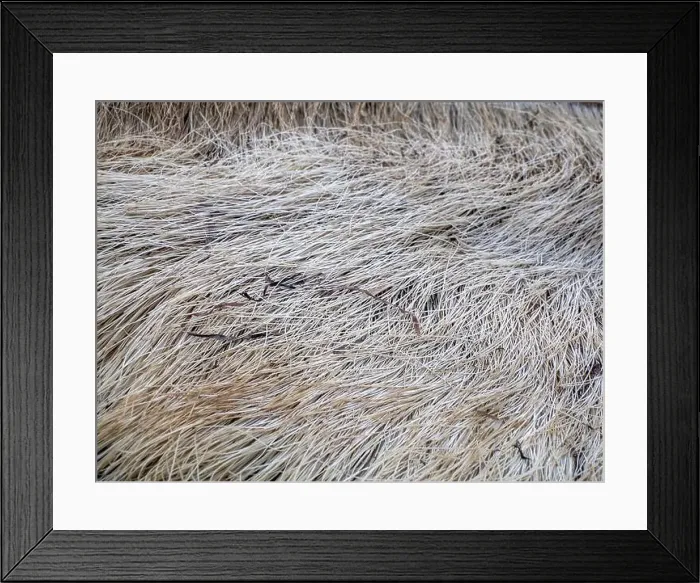 Framed Print : A just dead grey whale baleen detail close up Framed Print : A just dead grey whale baleen detail close up