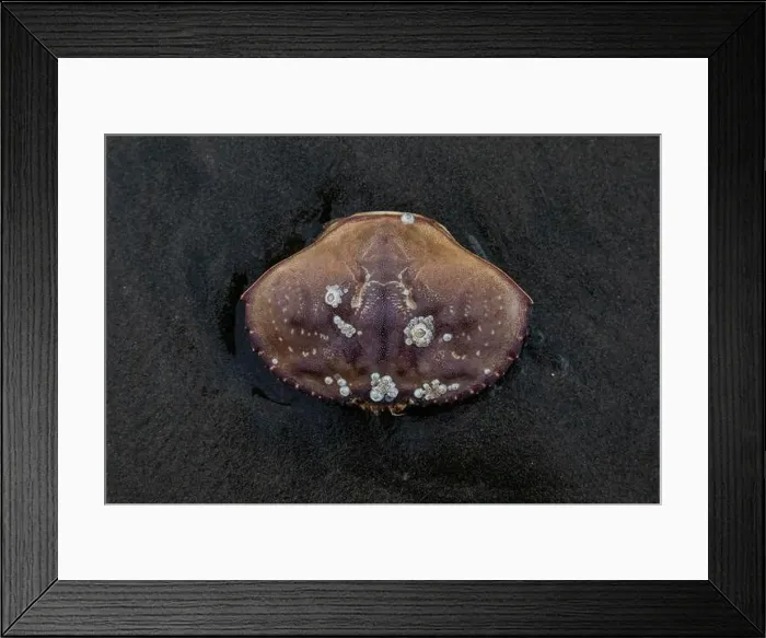 Framed Print : Barnacle-covered crab shell rests on wet, dark sand on Ocean Beach Framed Print : Barnacle-covered crab shell rests on wet, dark sand on Ocean Beach