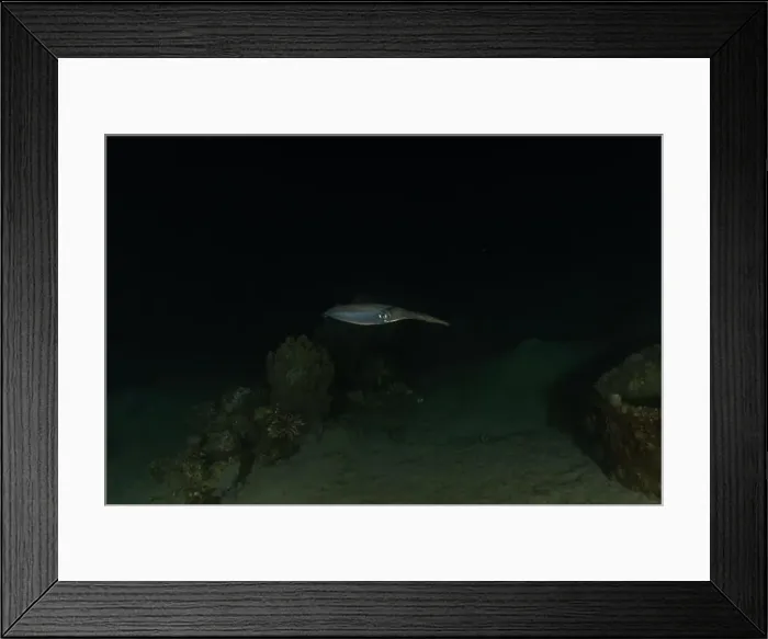 Framed Print : Squid in the Red Sea Colorful and beautiful, Eilat Israel Framed Print : Squid in the Red Sea Colorful and beautiful, Eilat Israel
