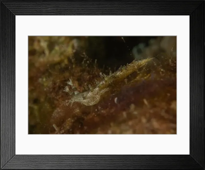 Framed Print : Nudibranch Sea Slug in the Red Sea Colorful and beautiful, Eilat Israel Framed Print : Nudibranch Sea Slug in the Red Sea Colorful and beautiful, Eilat Israel