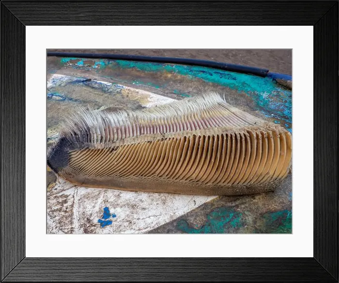 Framed Print : A just dead grey whale baleen detail close up Framed Print : A just dead grey whale baleen detail close up