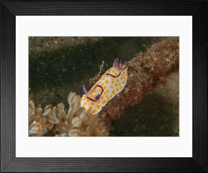 Framed Print : Nudibranch Sea Slug in the Red Sea Colorful and beautiful, Eilat Israel Framed Print : Nudibranch Sea Slug in the Red Sea Colorful and beautiful, Eilat Israel