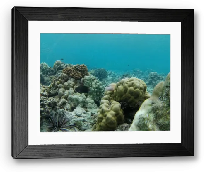 Framed Print : A damselfish and freckled hawkfish swim around a coral reef on the seabed Framed Print : A damselfish and freckled hawkfish swim around a coral reef on the seabed