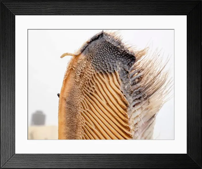 Framed Print : A just dead grey whale baleen detail close up Framed Print : A just dead grey whale baleen detail close up