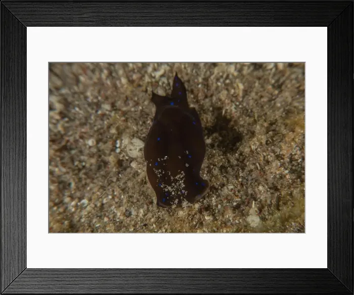 Framed Print : Nudibranch Sea Slug in the Red Sea Colorful and beautiful, Eilat Israel Framed Print : Nudibranch Sea Slug in the Red Sea Colorful and beautiful, Eilat Israel